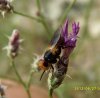 Flies - Conopidae