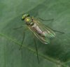 Flies - Dolichopodidae