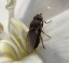 Flies - Ephydridae