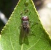 Flies - Fanniidae