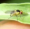 Flies - Agromyzidae