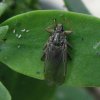 Flies - Hippoboscidae