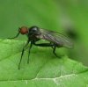 Flies - Hybotidae