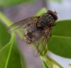 Flies - Muscidae