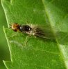 Flies - Psilidae