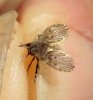 Flies - Psychodidae