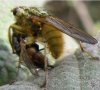 Flies - Scatophagidae