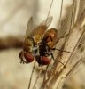 Flies - Taschinidae