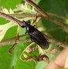 Flies - Bibionidae