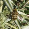 Flies - Bombyliidae