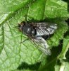 Flies - Calliphoridae