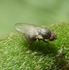 Flies - Chamaemyiidae