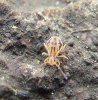 Others - Collembola-Dicyrtomidae