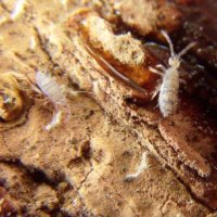 Entomobrya atrocincta-