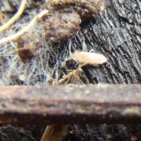 Entomobrya unostrigata-