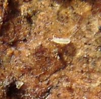 Entomobrya unostrigata-