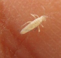 Collembola-Isotomidae