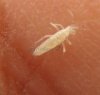 Others - Collembola-Isotomidae