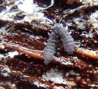 Collembola-Neanuridae