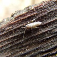 Collembola-Tomoceridae