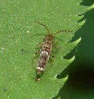 Collembola