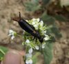 Others - Dermoptera-Anisolabididae