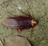 Dyctyoptera-Blattidae