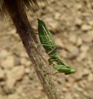 Dyctyoptera-Mantidae