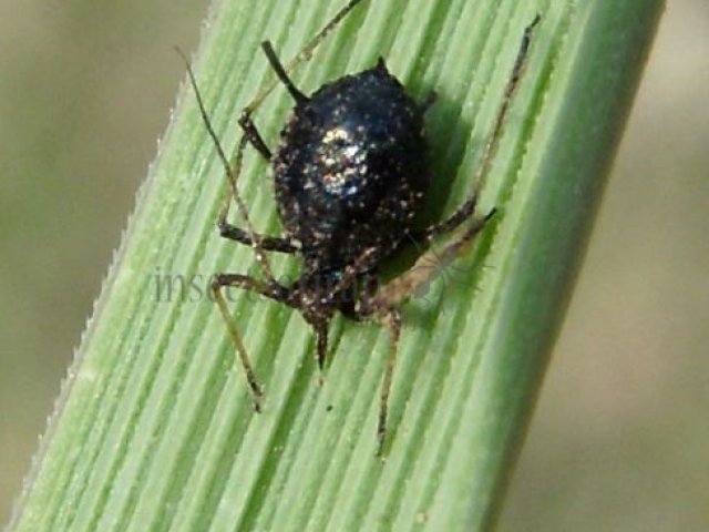 Aphididae-6