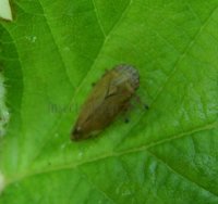 Homoptera-Aphrophoridae
