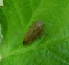 Others - Homoptera-Aphrophoridae