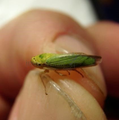 Cicadella viridis-2
