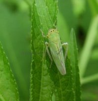 Cicadella viridis-1