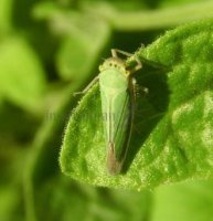 Cicadella viridis-11