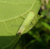 Cicadella viridis-12