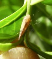 Homoptera-Cicadellidae