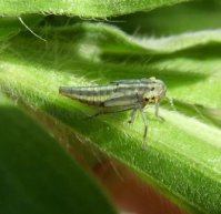 Cicadella viridis-3