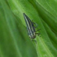 Cicadella viridis-13
