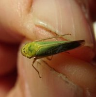 Cicadella viridis-4