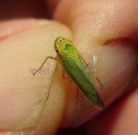 Cicadella viridis-8