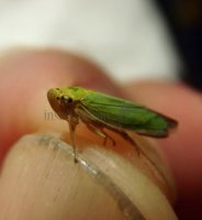 Cicadella viridis-9