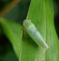Cicadella viridis-7