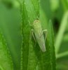 Others - Homoptera-Cicadellidae