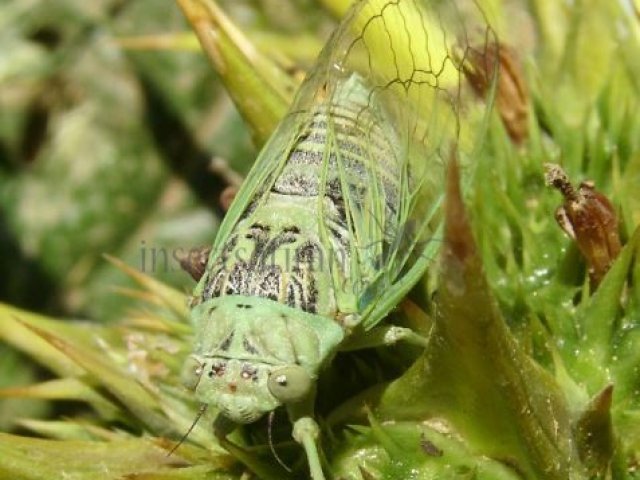 Cicada sp-1