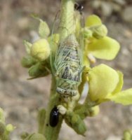 Homoptera-Cicadidae