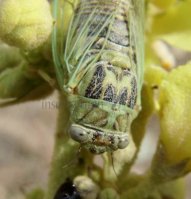 Cicada orni-2