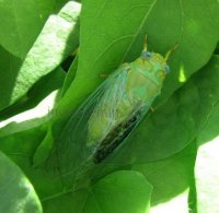 Cicada sp-4