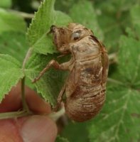 Cicada sp-5