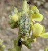 Others - Homoptera-Cicadidae