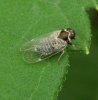 Others - Homoptera-Cixiidae